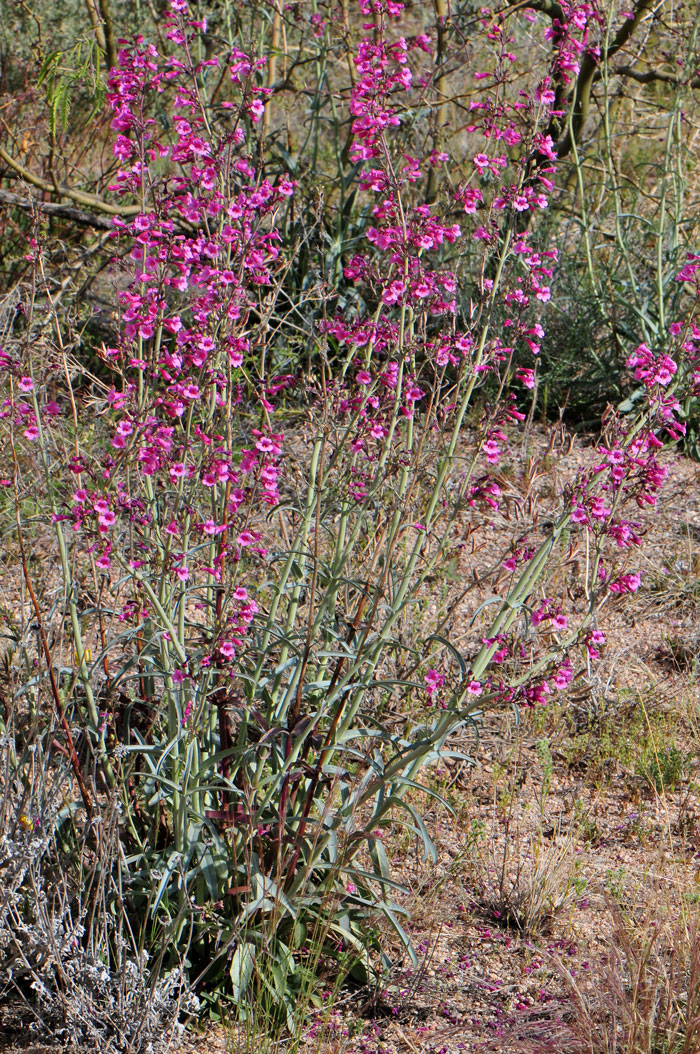 Parry's Beardtongue is a striking plant with multiple 3 feet stems of beautiful pink flowers and handsome foliage. Penstemon parryi 